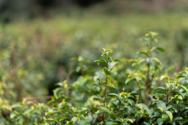 oollseeの茶畑の画像