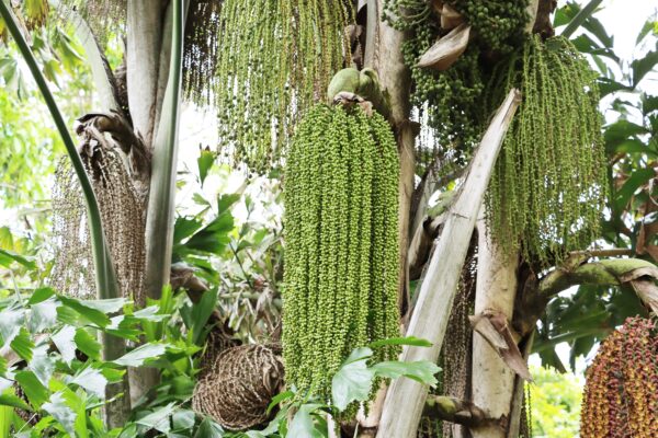 孔雀椰子は夏に肉穂花序を下垂させ、黄緑色の花を咲かせます