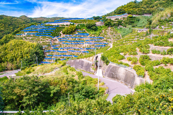 和歌山県の山の中にある果物農園のイメージ画像