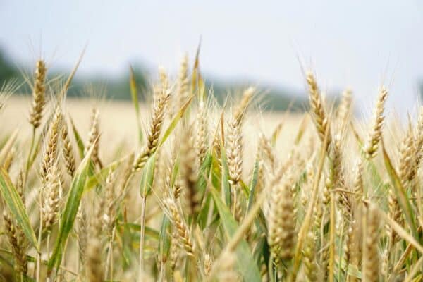 pexels-pixabay-265216 https://www.pexels.com/photo/selective-focus-photography-of-wheat-field-265216/