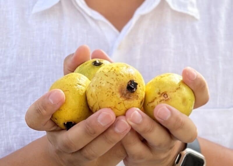 グァバを手荷物グァバ農家